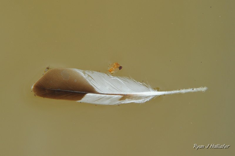 RJH_2558.JPG - Feather in a puddle next to Hollister school.