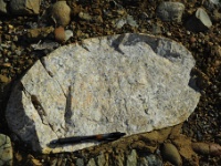 A beautiful granitic cobble in the conglomerate. The large mineral crystals indicate slow cooling rates that can only happen underground.  This was a piece of the solidified magma chamber from the ancestral sierra volcanoes!