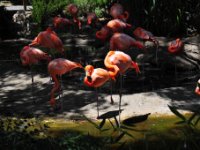 Flamingos!  I thought theyd be better dancers.