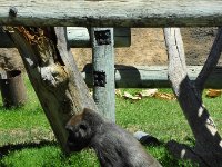 Gorilla making-off with watermelon ice.
