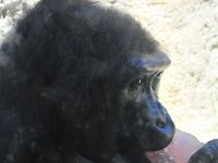Yum! Watermelon popcicles for the gorillas.