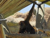 Hard to see here, but there&#39;s a mamma orangutan with her baby on top and a year-old kid on the bottom platform.