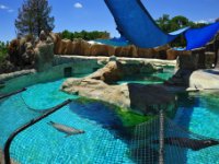 All of the seals/ sea lions are rescues that have poor eyesight or are completely blind.