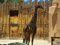 Can&#39;t go wrong with a giraffe.