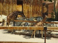 Awwwww!  Zephyr is just afew weeks older than this baby giraffe.