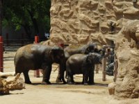 Elephants playing it cool in the 100 degree heat.
