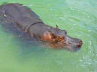 Hungry hungry hippo.  I want a purple one for christmas.