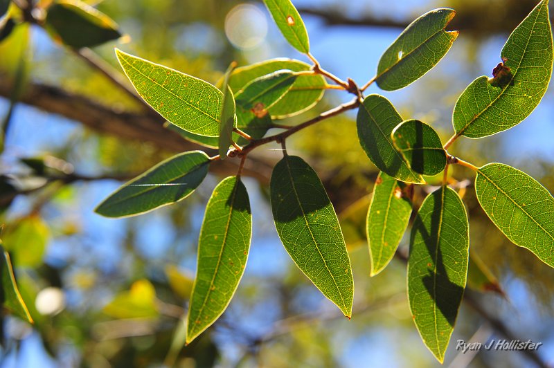 RJH_2453.JPG - Beautiful bay leaves.
