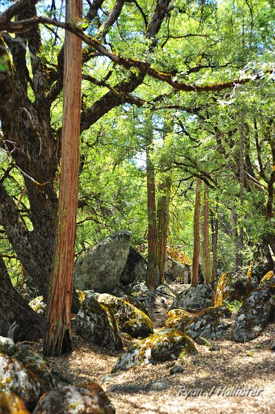 RJH_2532.JPG - Cedars, oaks and till, oh my.